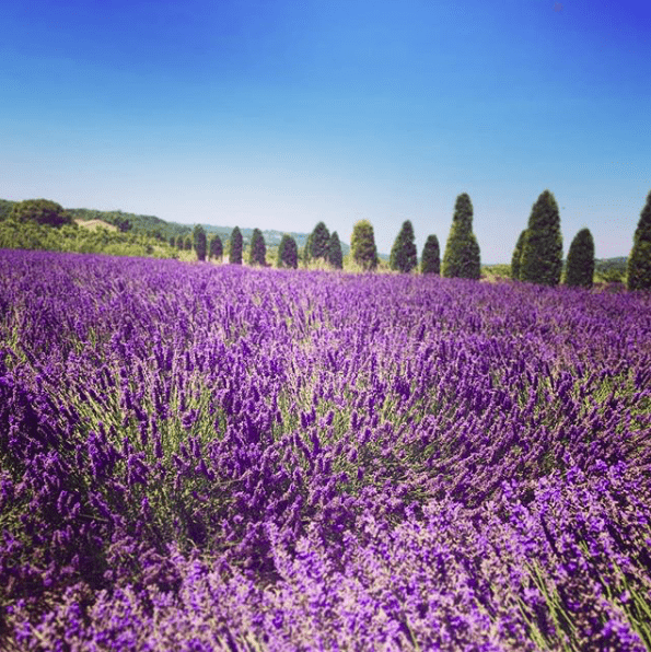 Read more about the article How much do you really know about lavender?